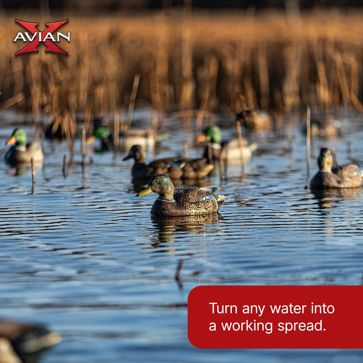 Avian X Topflight Early Season Mallard Duck Realistic Decoys, Multicolor, 6 Pack