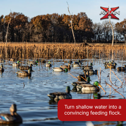 Avian X Topflight Backwater Mallards Decoys, Ultra Realistic Floating, 6 Pack