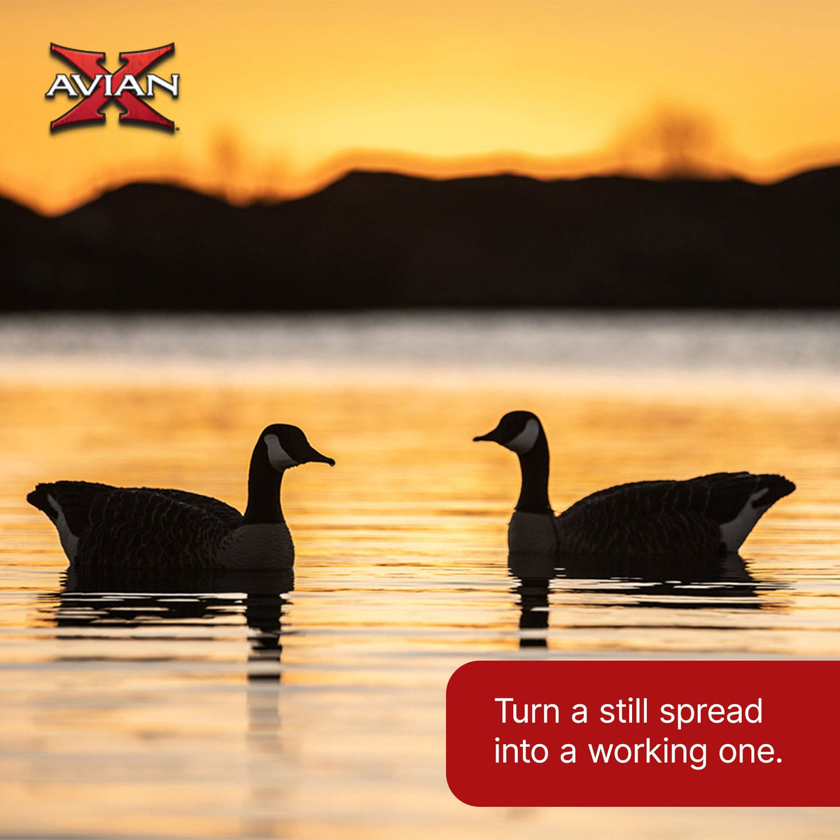 Avian X Topflight Honker Floaters with True to Life Postures for Hunting Use