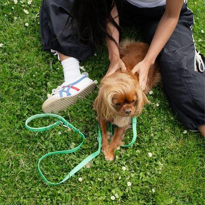 Springland Pets Waterproof Dog Leash - 5ft