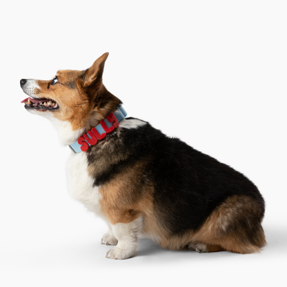 Springland Pets Waterproof Dog Collar