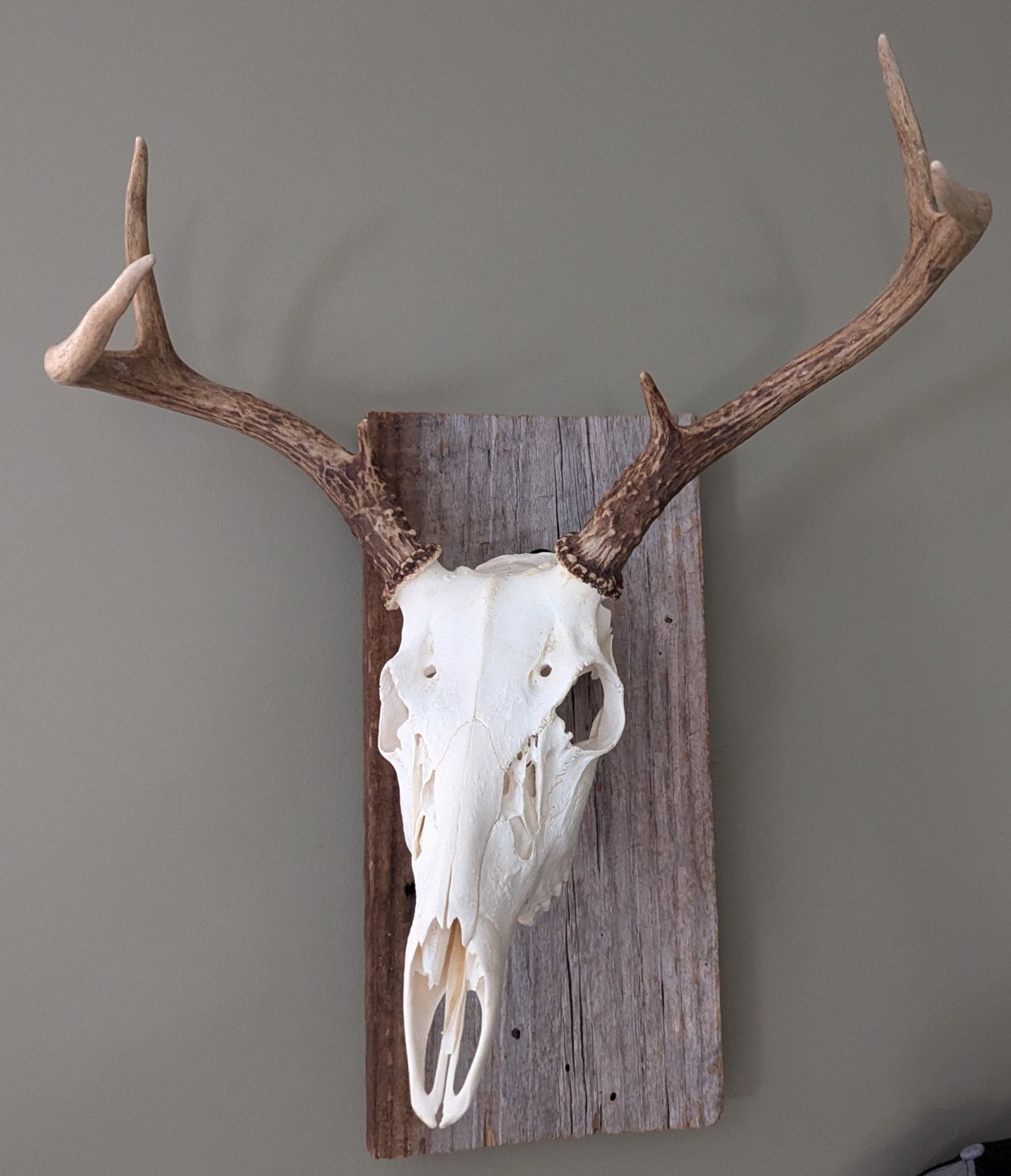 3D Hunting Solutions Rotatable Euro Mount - Angler's Pro Tackle & Outdoors