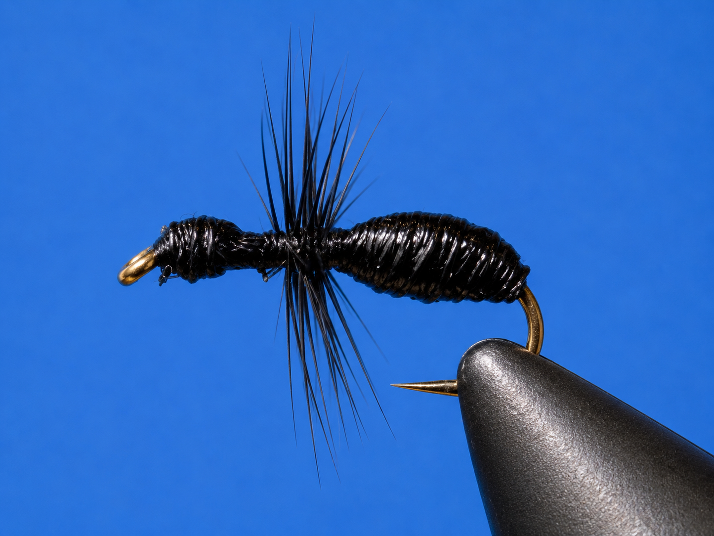 Stone Creek Ants