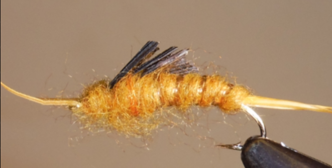 Stone Creek Giant Stonefly Nymphs