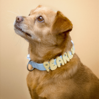 Springland Pets Waterproof Dog Collar