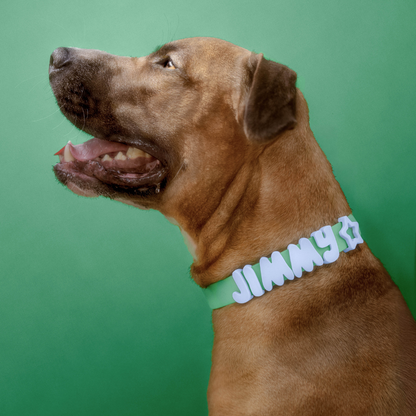 Springland Pets Waterproof Dog Collar