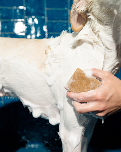 Springland Pets Nourishing Dog Shampoo Bar