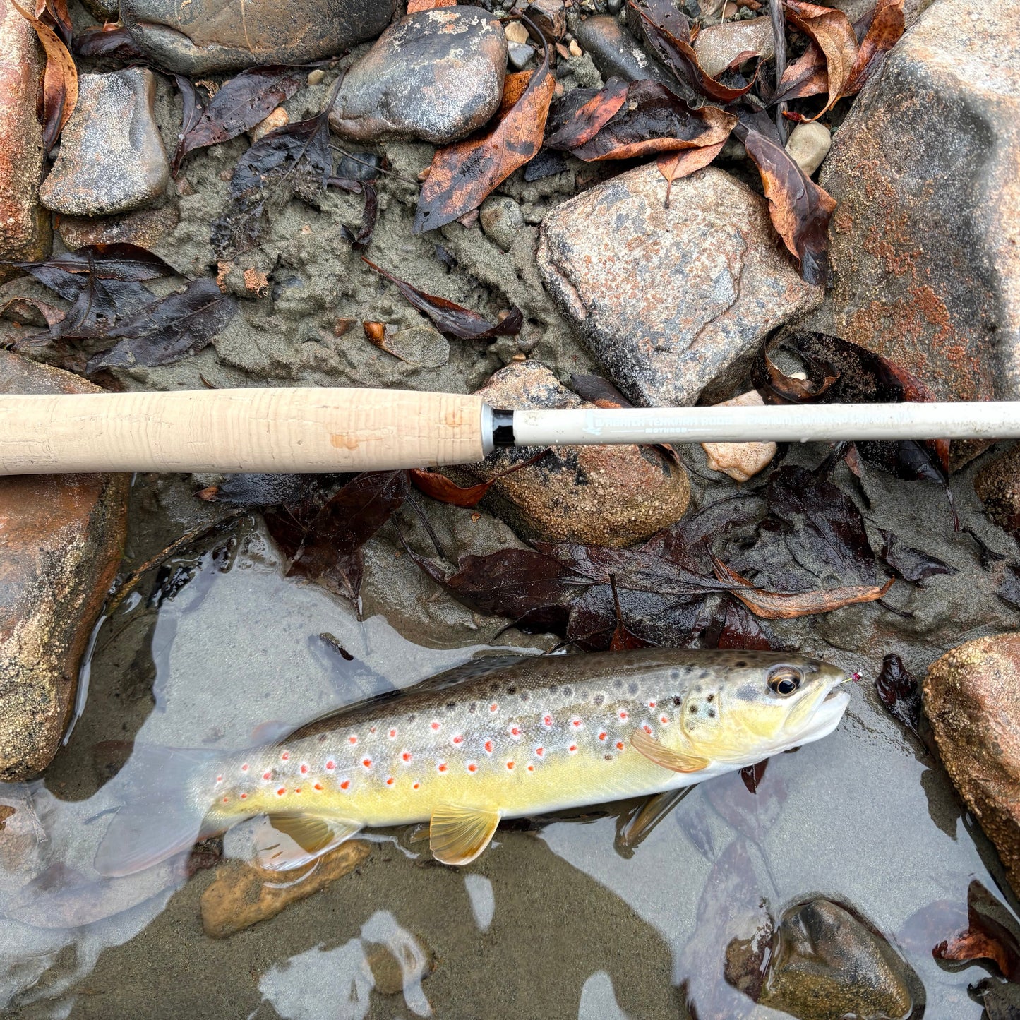 Wasatch Tenkara Rods MothRod