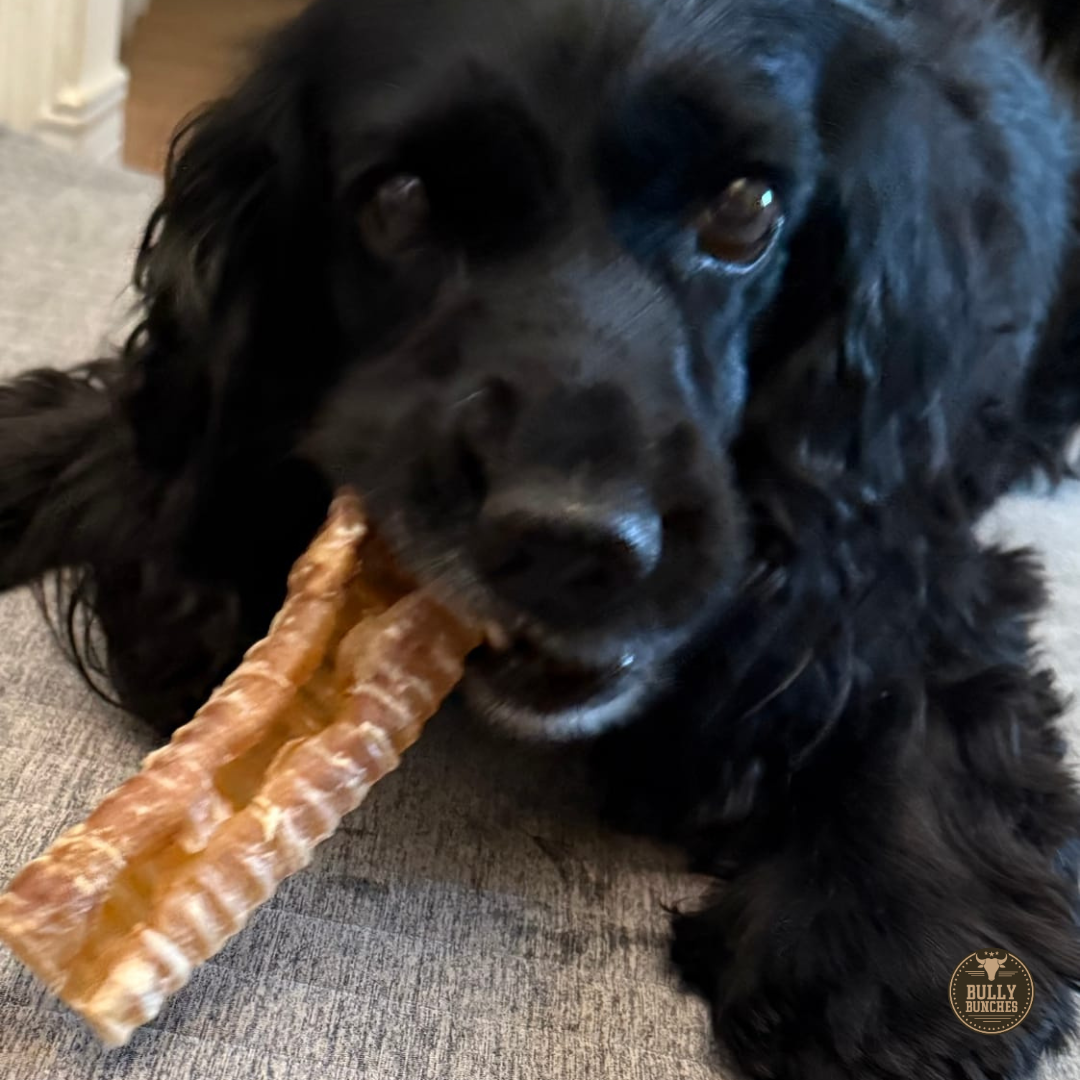 Bully Bunches - 6 Inch Beef Trachea