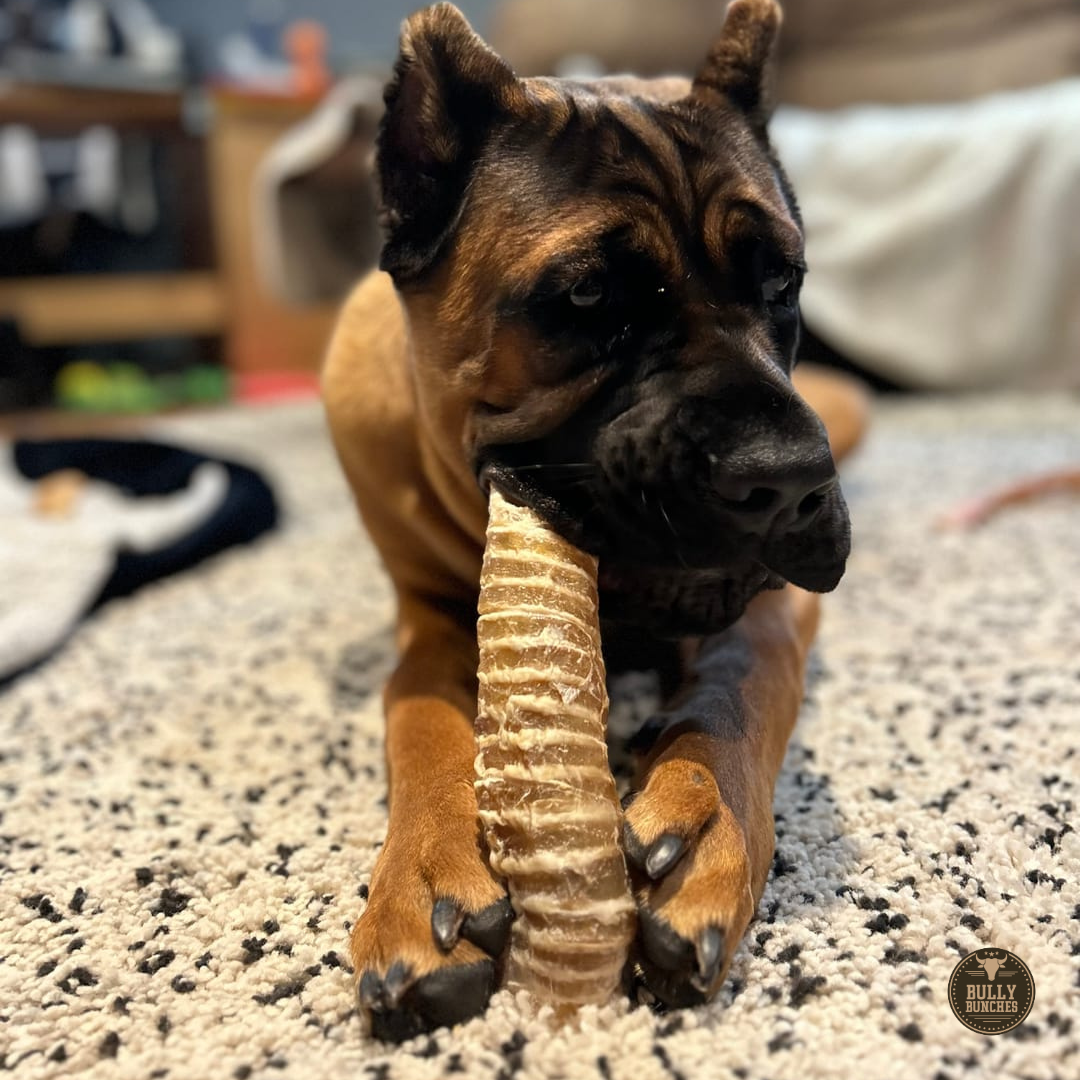 Bully Bunches - 6 Inch Beef Trachea