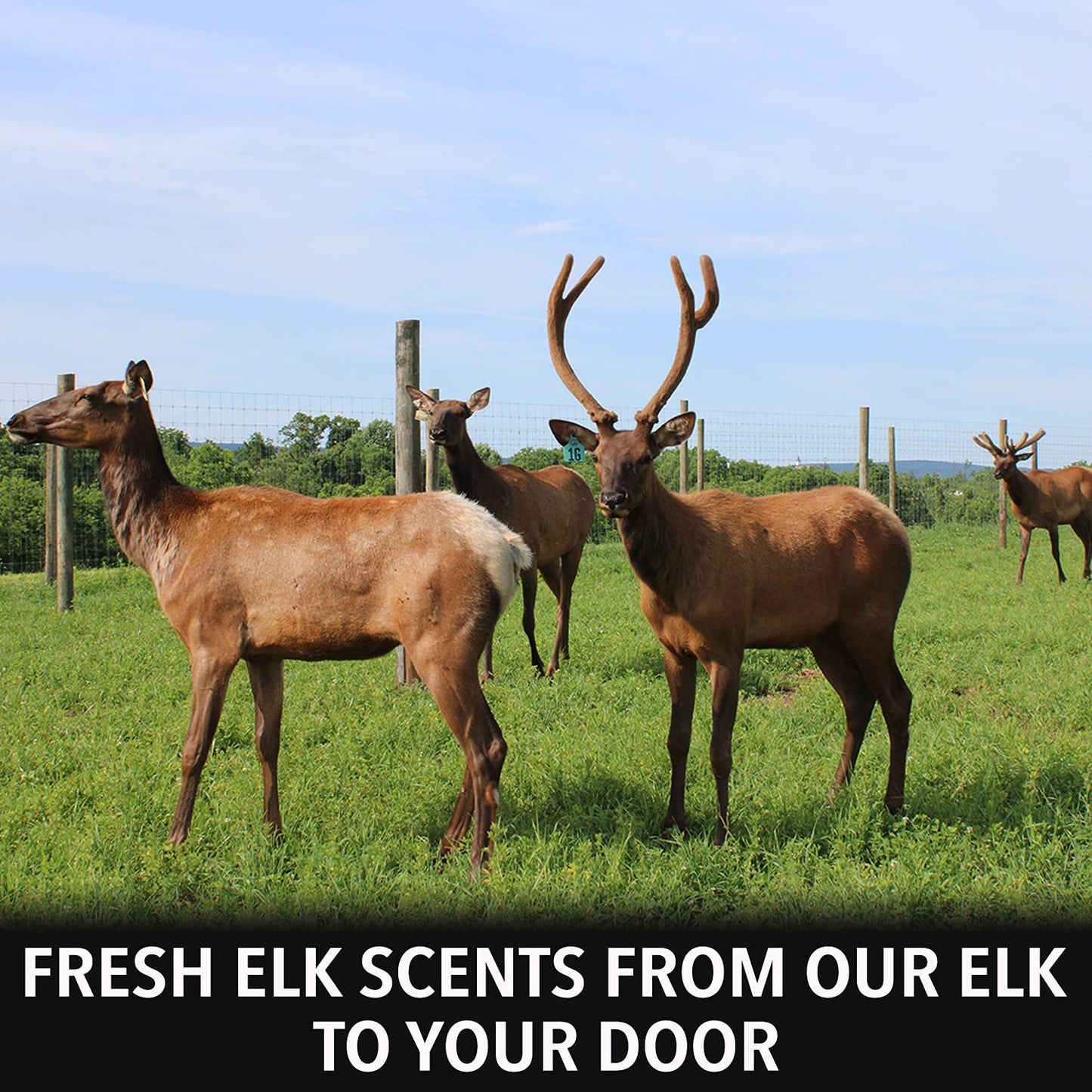Outdoor Hunting Lab Elk Urine