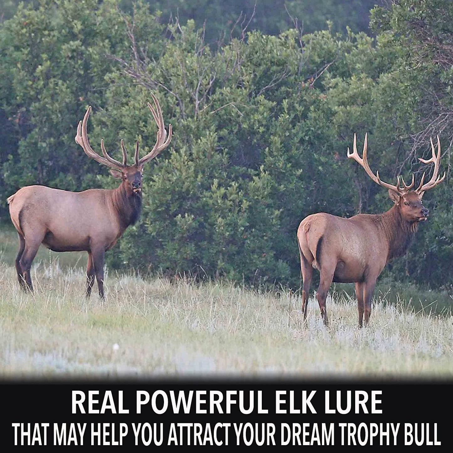 Outdoor Hunting Lab Elk Urine