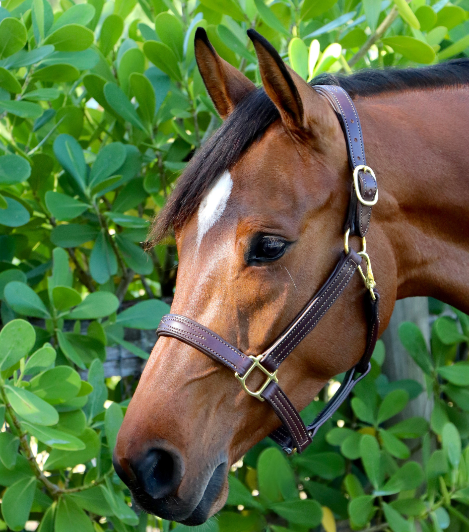 Remarkable Leather Goods GHC Padded Halter