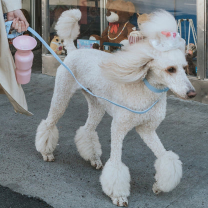 Springer Dog Leash