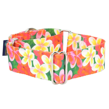 2 Hounds Design Aloha Martingale Dog Collar – EarthStyle