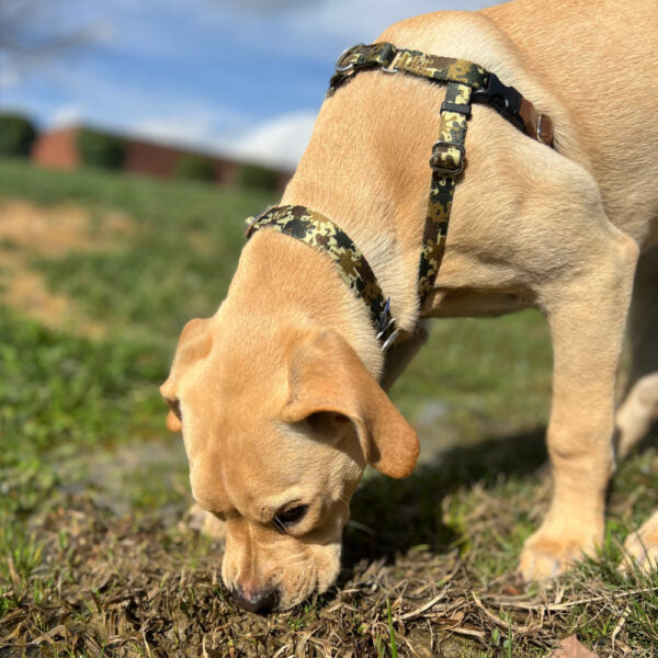 2 Hounds Design Archie Loves Mud Freedom No-Pull Dog Harness – EarthStyle
