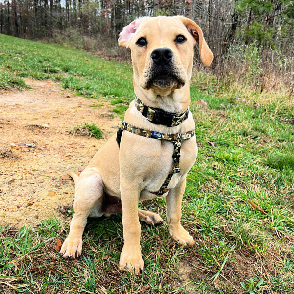 2 Hounds Design Archie Loves Mud Freedom No-Pull Dog Harness – EarthStyle
