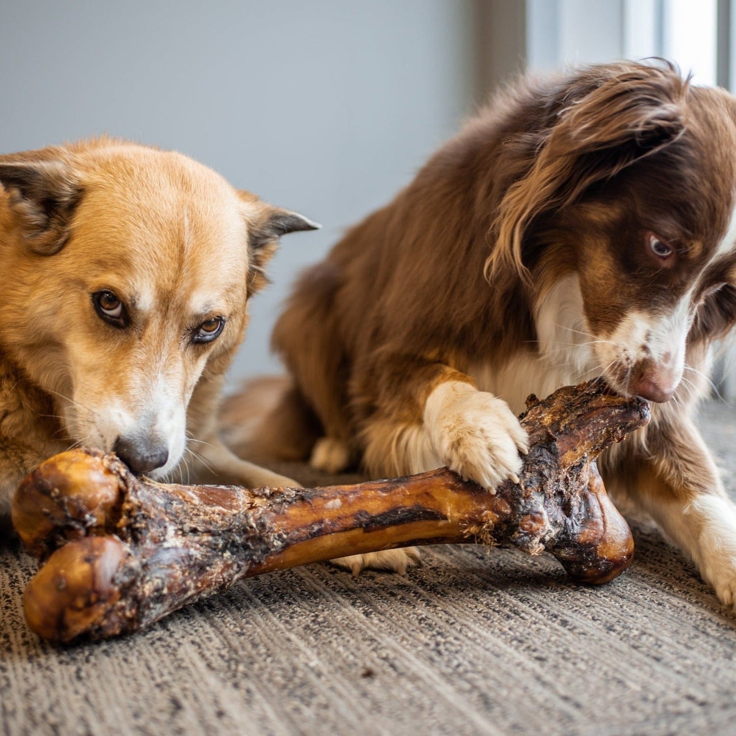Bully Bunches - Monster Femur Bone