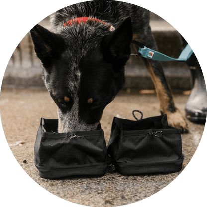 Wildebeest Bernal Pop-Up Dog Bowl