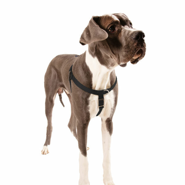 2 Hounds Design Black Freedom No-Pull Dog Harness