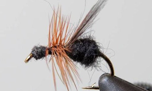 Stone Creek Ants
