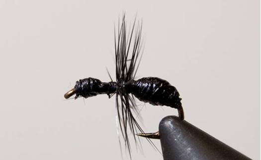Stone Creek Ants