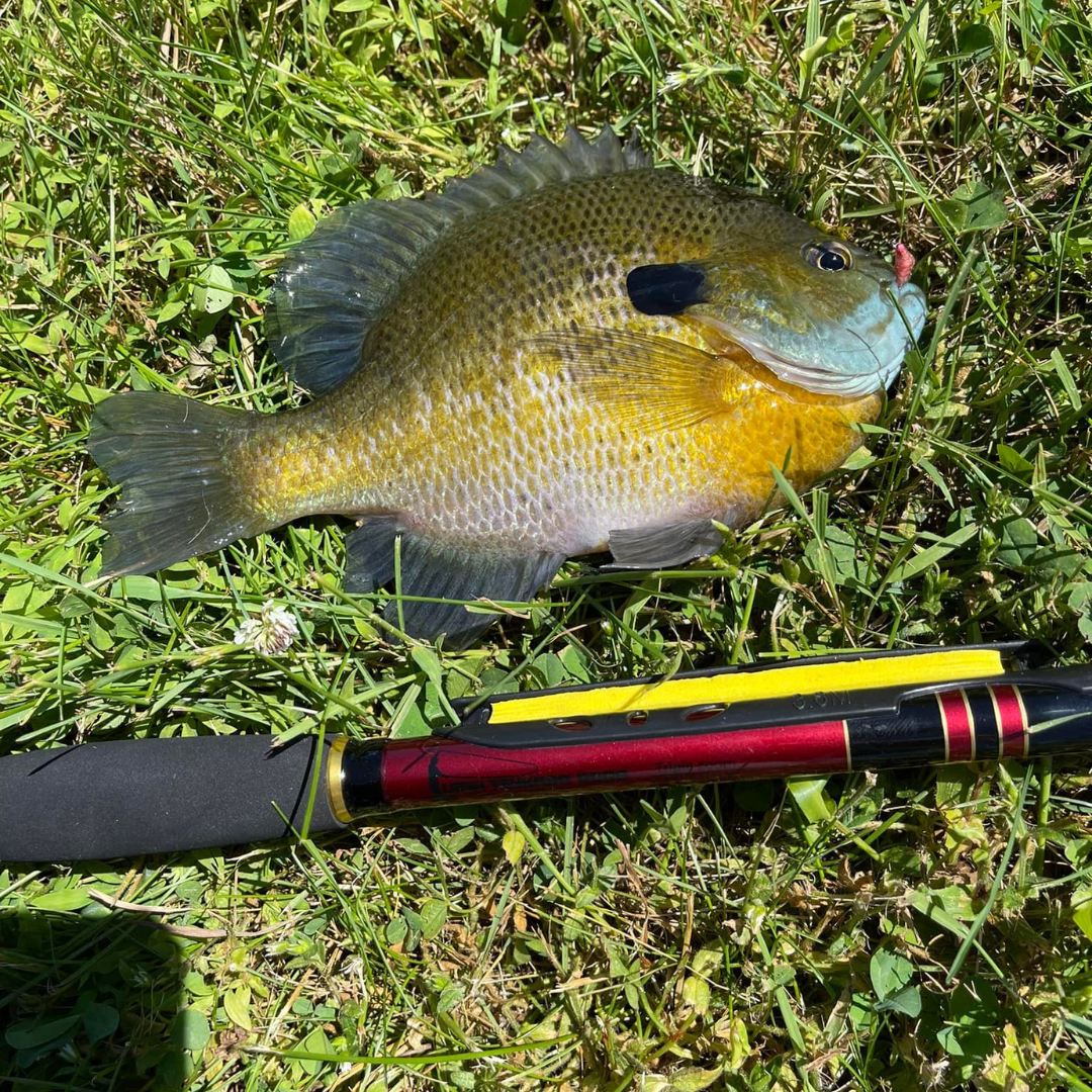 Wasatch Akai Samurai Tenkara Rod