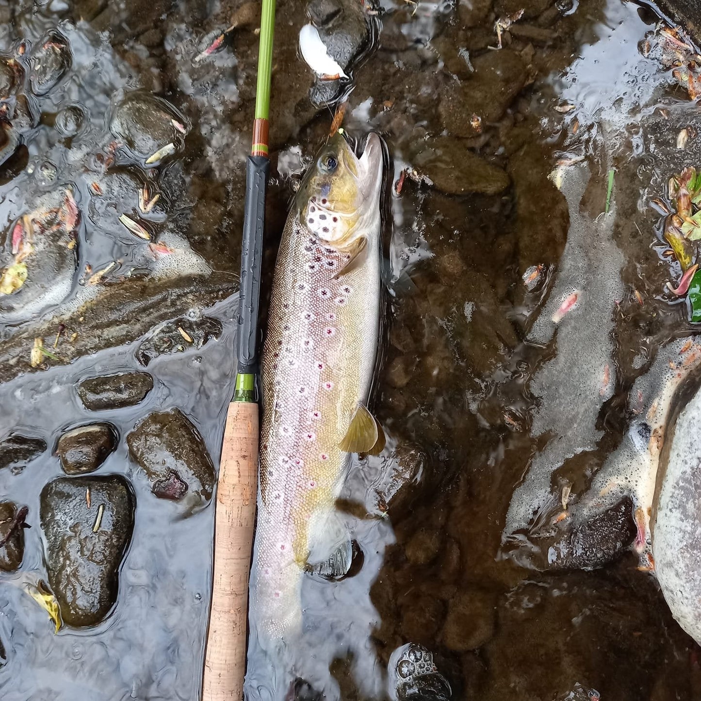 Wasatch "Baby" RodZilla Tenkara Rod