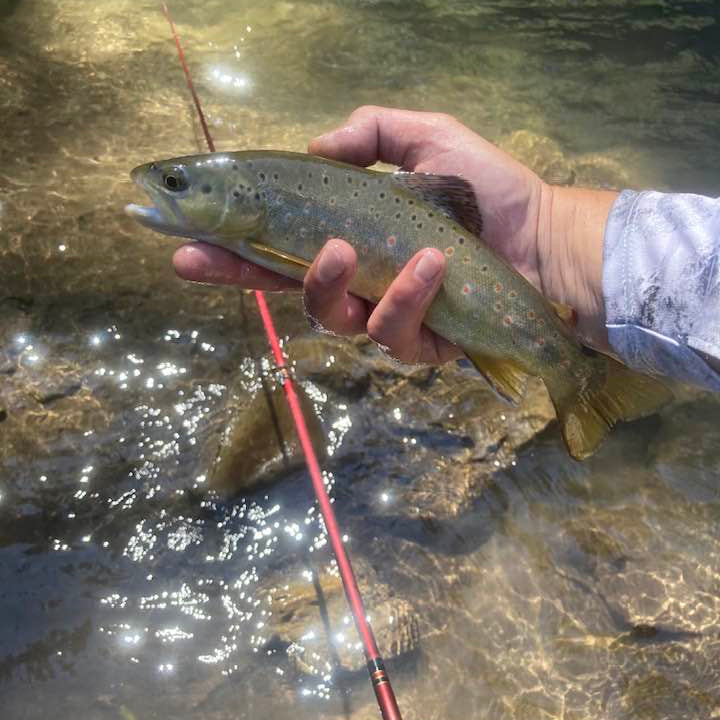 Wasatch Akai Samurai Tenkara Rod
