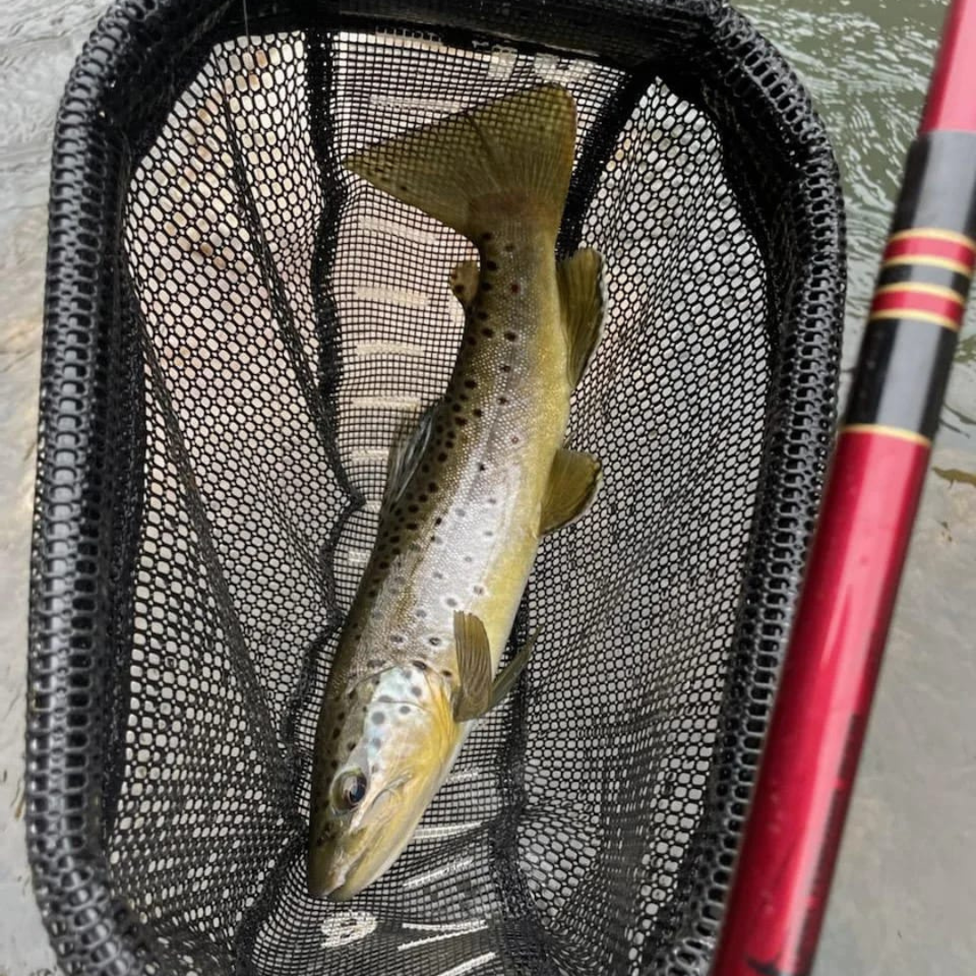 Wasatch Akai Samurai Tenkara Rod