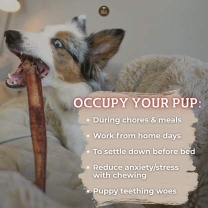 Bully Bunches - Bully Bunches Puppy Pack