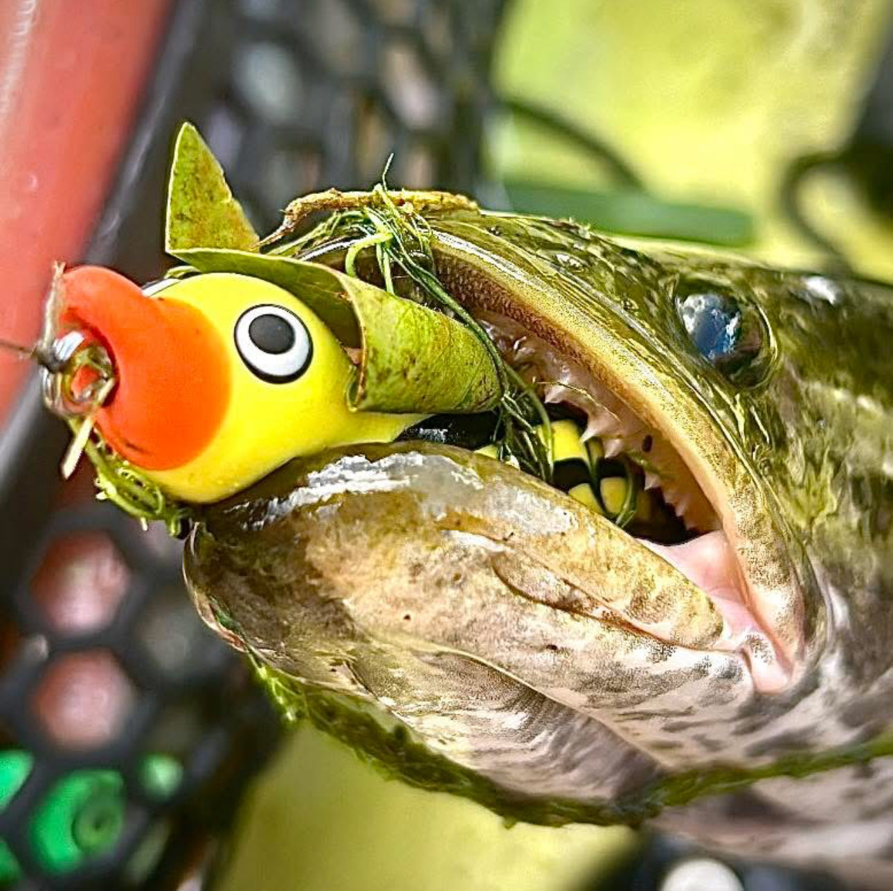 High Octane  HOCB Ducks