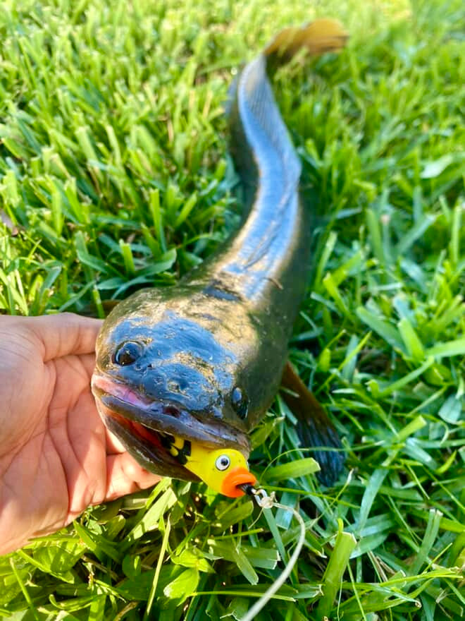 High Octane  HOCB Ducks