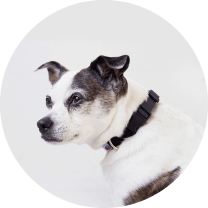 Wildebeest Funston Dog Collar