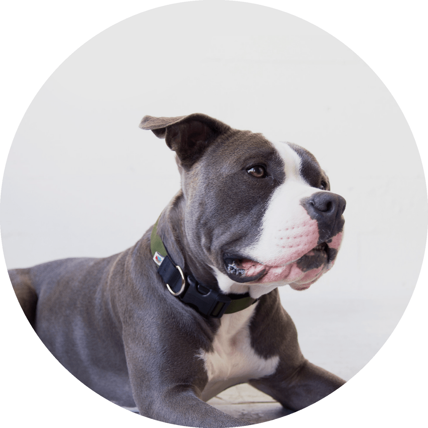 Wildebeest Funston Dog Collar