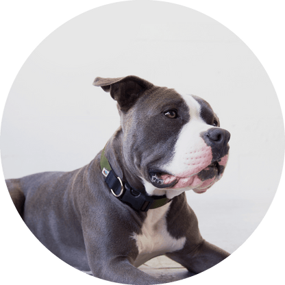 Wildebeest Funston Dog Collar