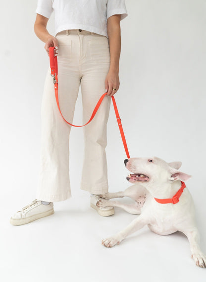 Springer Dog Leash