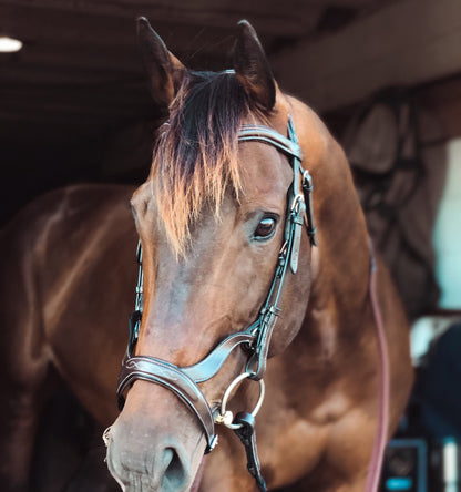 Bridles & Reins Replacement Noseband of ExionPro Anatomical Combined Flash Bridle with Reins