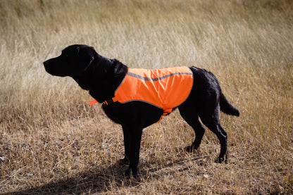 Orange Aglow Dog Safety Vest