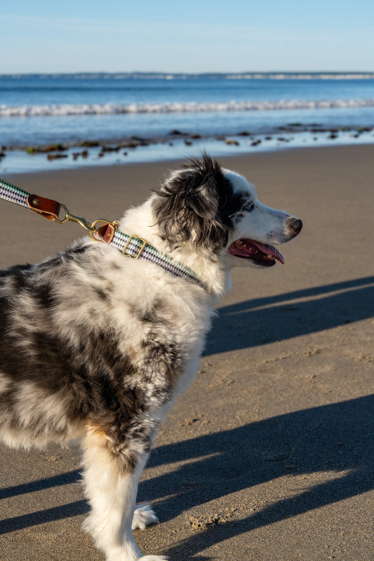 Whiskey Leatherworks Saltwater Dog Collars