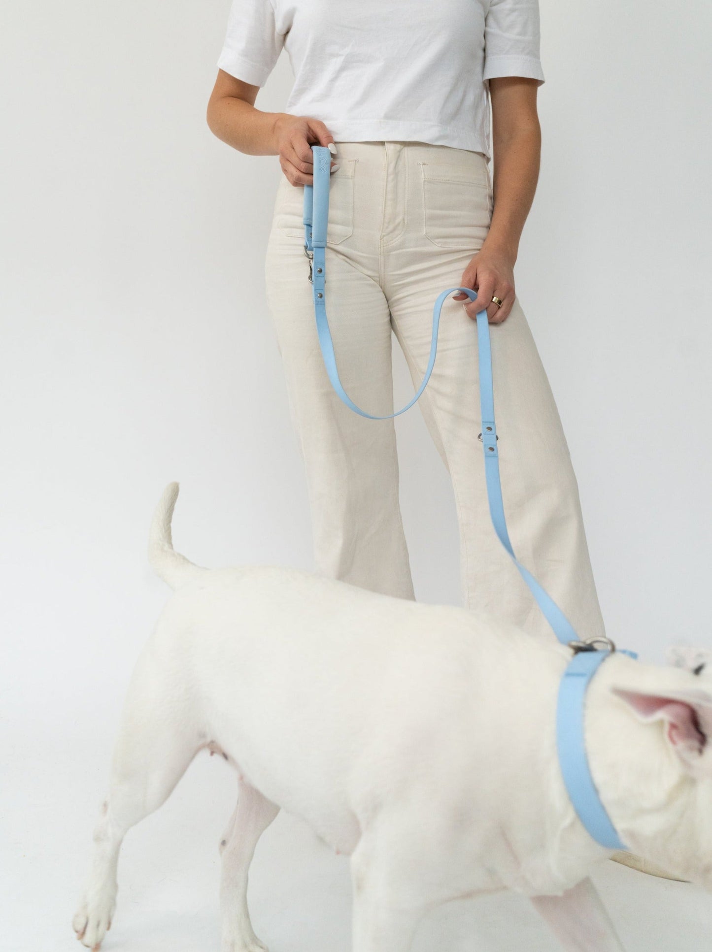 Springer Dog Leash