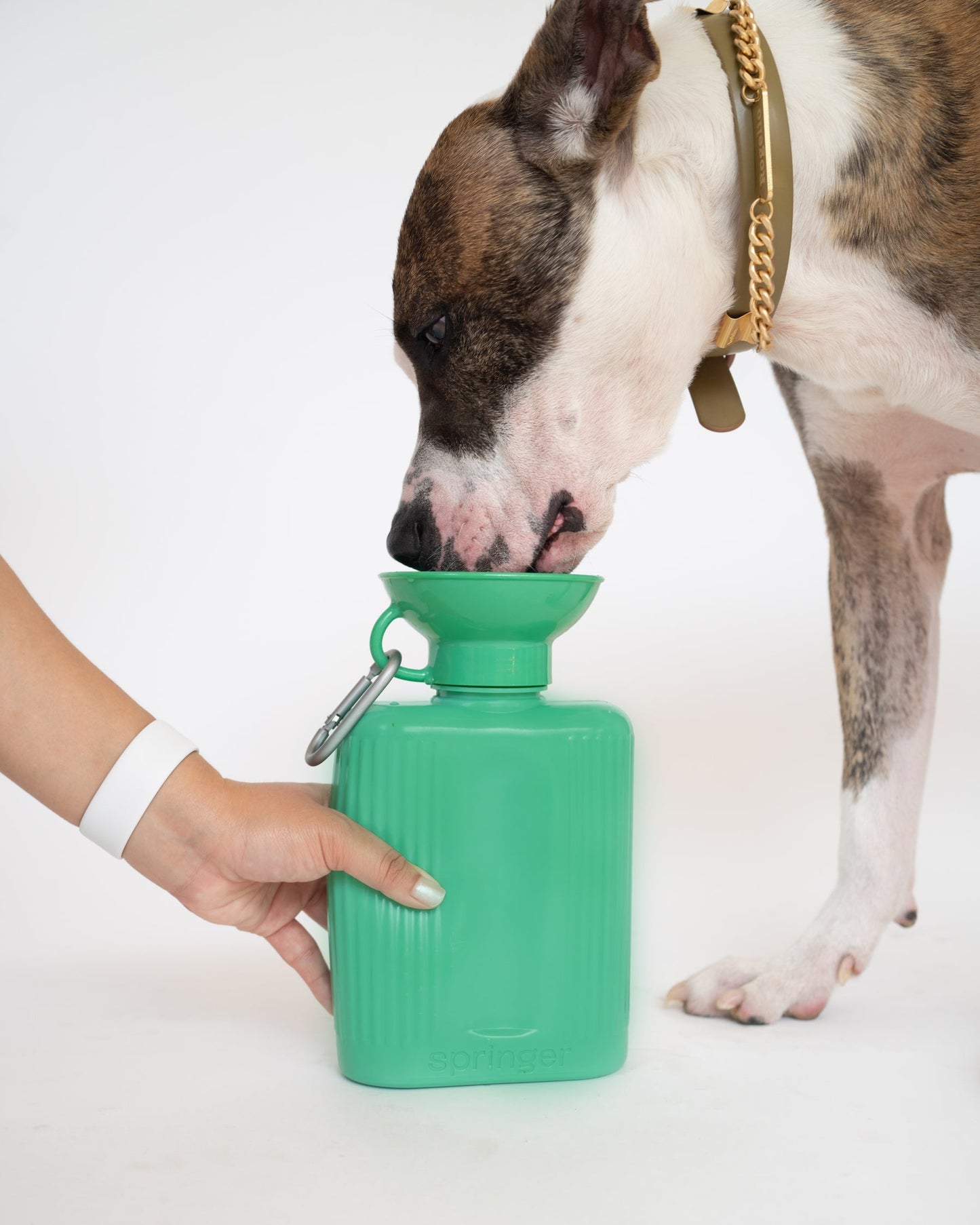 Springland Pets 44oz Original Dog Travel Water Bottle