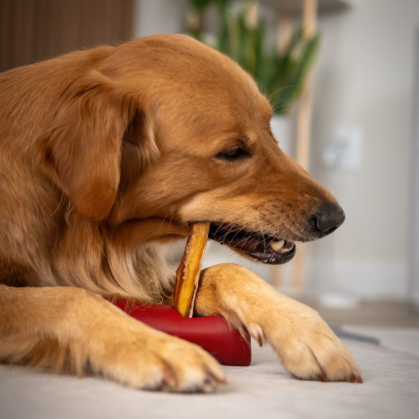 Bully Bunches - Bully Stick Safety Holder