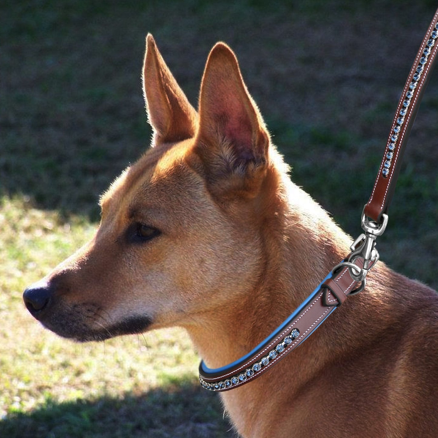Bridles & Reins ExionPro Dark Blue Bling Dog Collar With Leash