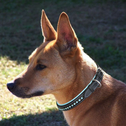 Bridles & Reins ExionPro Blue Bling Dog Collar