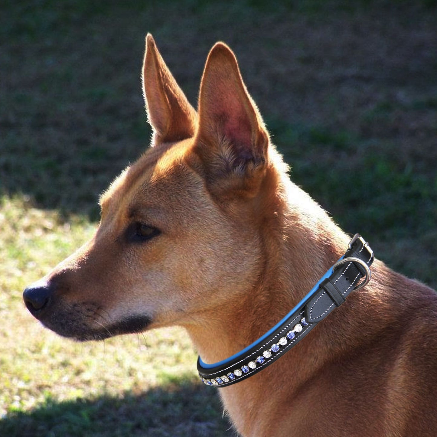 Bridles & Reins ExionPro White & Blue Bling Dog Collar