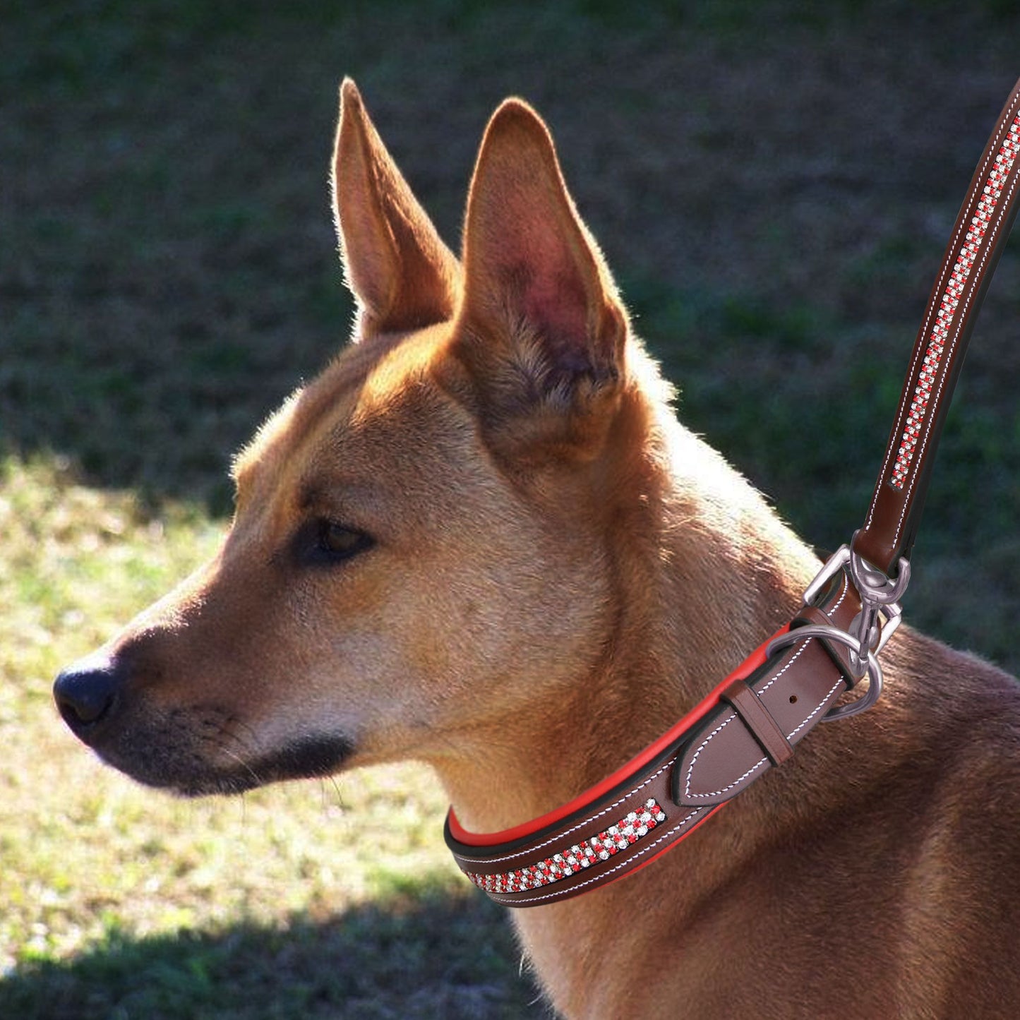 Bridles & Reins ExionPro Red Bling Padded Dog Leash