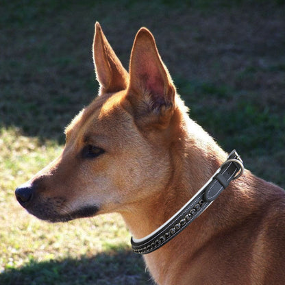 Bridles & Reins ExionPro Black Bling Dog Collar
