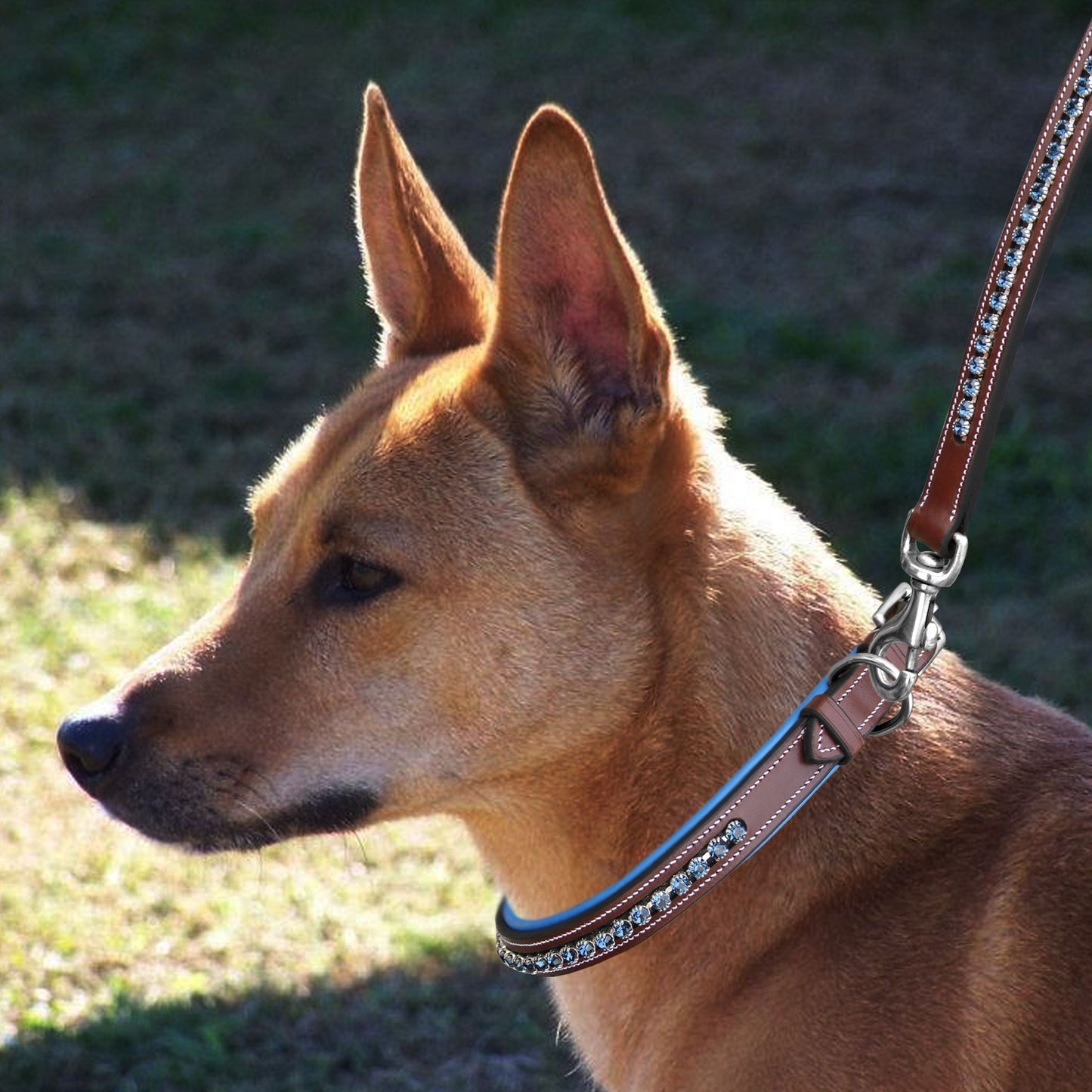 Bridles & Reins ExionPro Dark Blue Bling Dog Collar