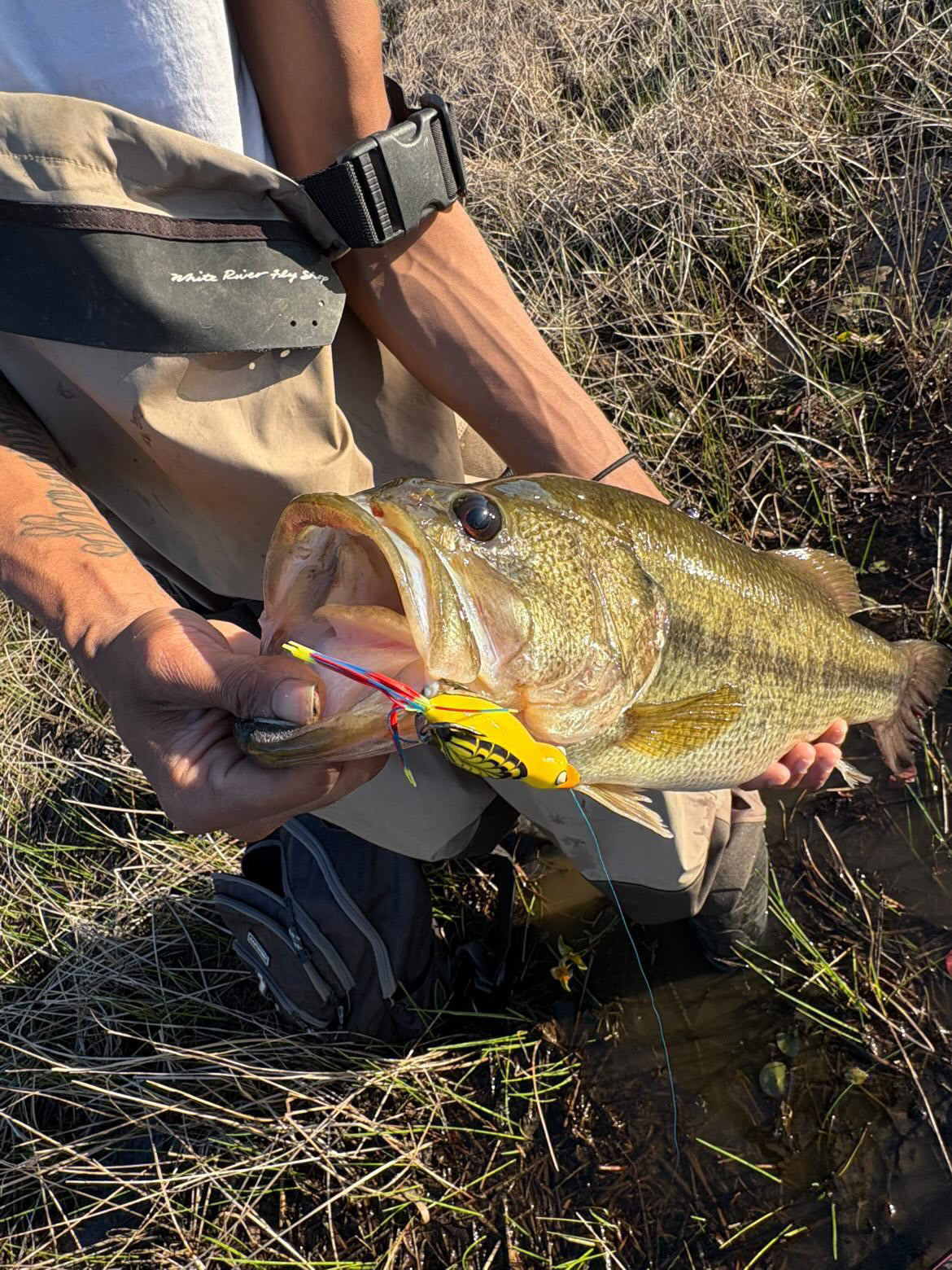 High Octane  HOCB Ducks